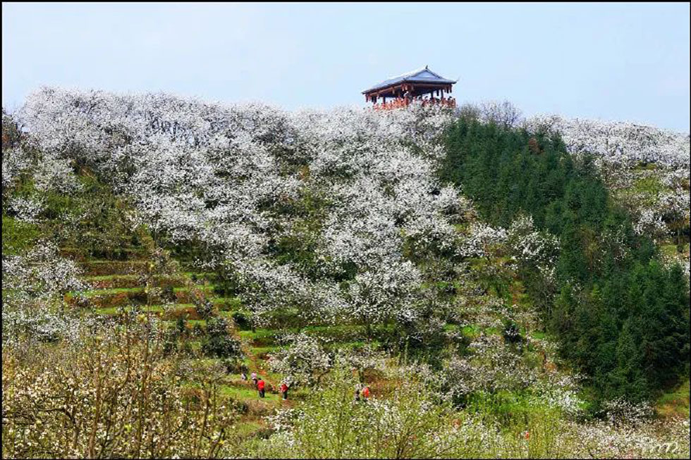 【春天，广西桂林灌阳县向您发出邀请！】我们在灌阳看梨花 - 游山玩水 - 葫芦岛生活社区 - 葫芦岛28生活网 hld.28life.net