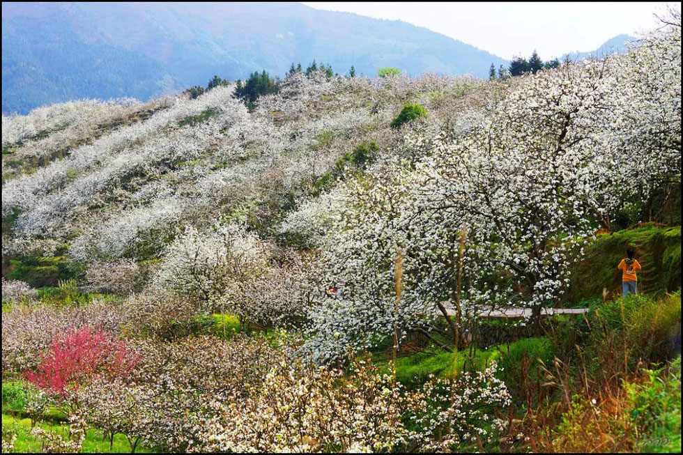 【春天，广西桂林灌阳县向您发出邀请！】我们在灌阳看梨花 - 游山玩水 - 葫芦岛生活社区 - 葫芦岛28生活网 hld.28life.net