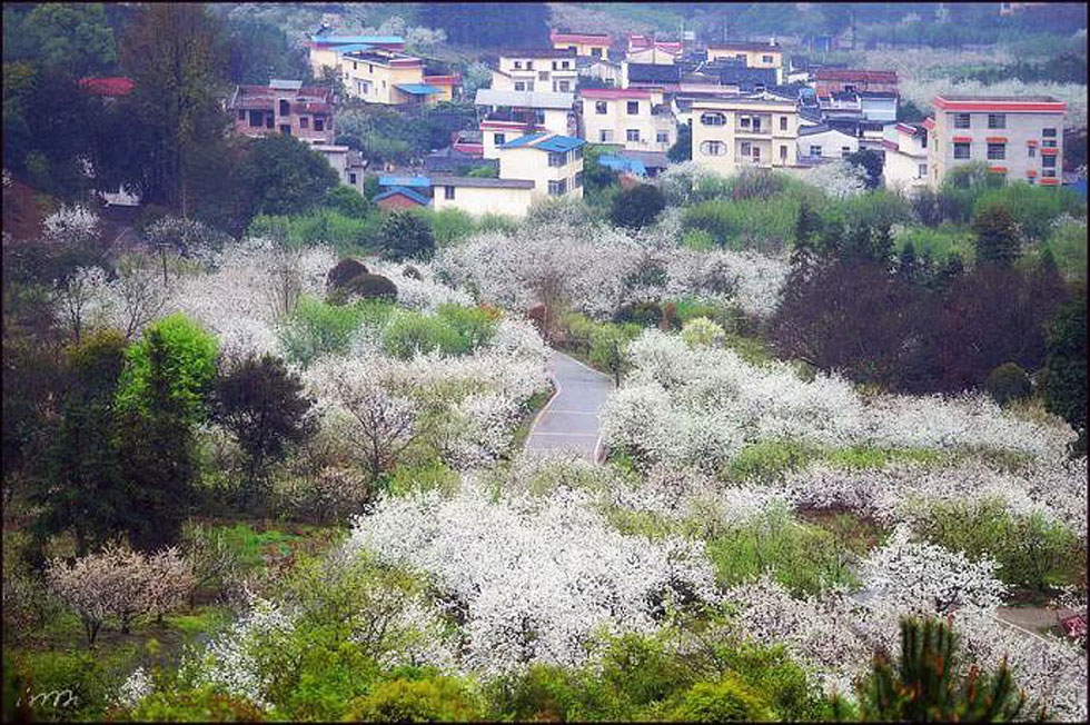 【春天，广西桂林灌阳县向您发出邀请！】我们在灌阳看梨花 - 游山玩水 - 葫芦岛生活社区 - 葫芦岛28生活网 hld.28life.net