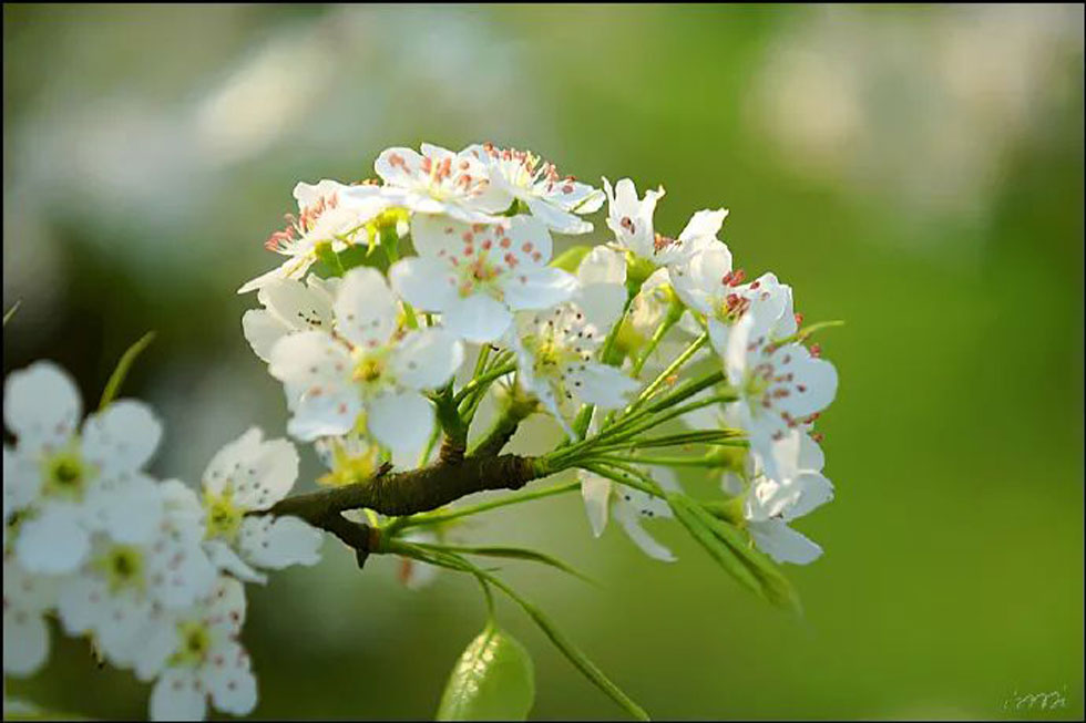 【春天，广西桂林灌阳县向您发出邀请！】我们在灌阳看梨花 - 游山玩水 - 葫芦岛生活社区 - 葫芦岛28生活网 hld.28life.net