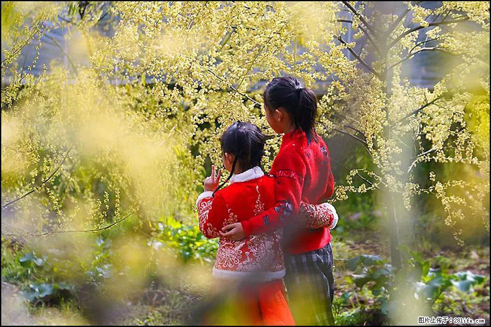 【春天，广西桂林灌阳县向您发出邀请！】米珠山前有片山苍子花在飘香 - 游山玩水 - 葫芦岛生活社区 - 葫芦岛28生活网 hld.28life.net