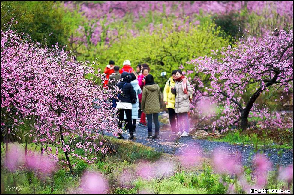 【春天，广西桂林灌阳县向您发出邀请！】官庄村有个醉美的桃花园 - 游山玩水 - 葫芦岛生活社区 - 葫芦岛28生活网 hld.28life.net