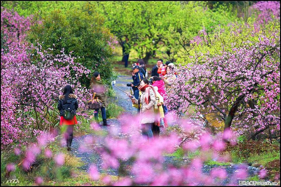 【春天，广西桂林灌阳县向您发出邀请！】官庄村有个醉美的桃花园 - 游山玩水 - 葫芦岛生活社区 - 葫芦岛28生活网 hld.28life.net