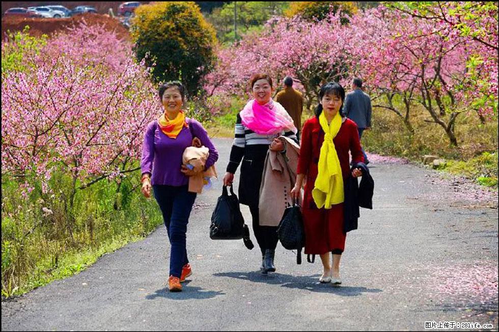 【春天，广西桂林灌阳县向您发出邀请！】官庄村有个醉美的桃花园 - 游山玩水 - 葫芦岛生活社区 - 葫芦岛28生活网 hld.28life.net