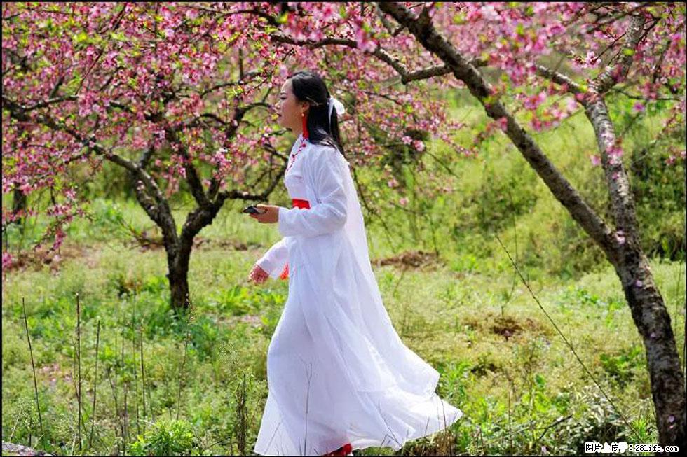 【春天，广西桂林灌阳县向您发出邀请！】官庄村有个醉美的桃花园 - 游山玩水 - 葫芦岛生活社区 - 葫芦岛28生活网 hld.28life.net