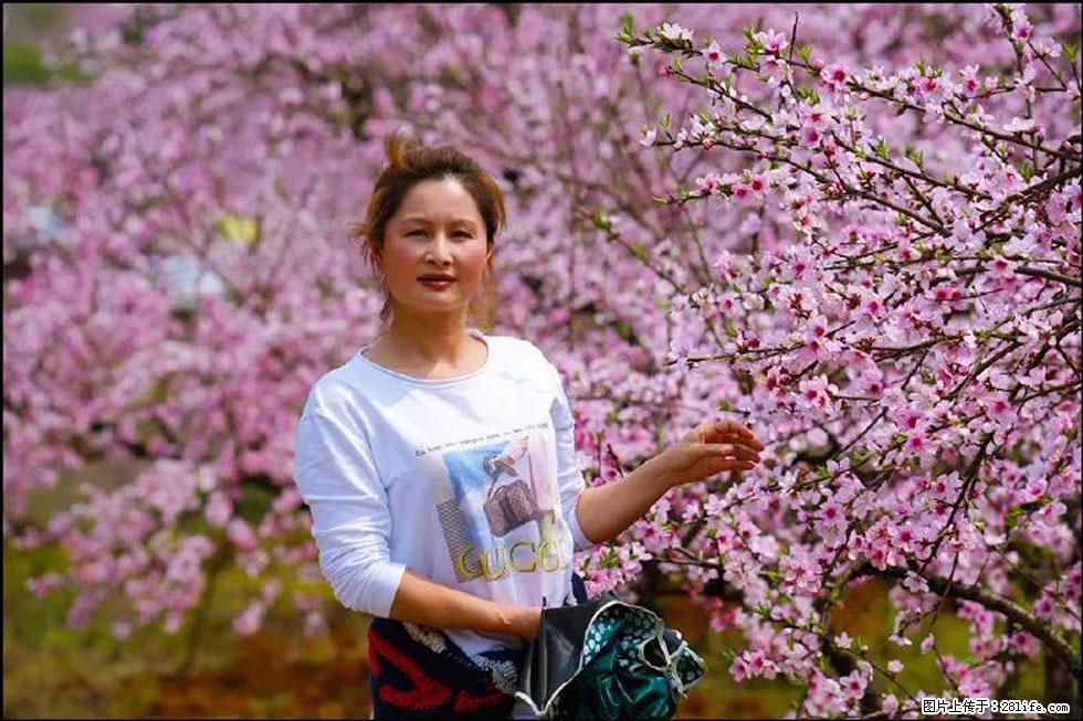 【春天，广西桂林灌阳县向您发出邀请！】官庄村有个醉美的桃花园 - 游山玩水 - 葫芦岛生活社区 - 葫芦岛28生活网 hld.28life.net