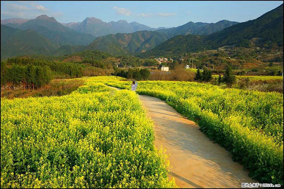 【春天，广西桂林灌阳县向您发出邀请！】长坪村油菜盛情花开 - 游山玩水 - 葫芦岛生活社区 - 葫芦岛28生活网 hld.28life.net