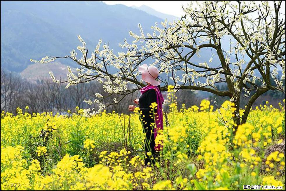 【春天，广西桂林灌阳县向您发出邀请！】长坪村油菜盛情花开 - 游山玩水 - 葫芦岛生活社区 - 葫芦岛28生活网 hld.28life.net