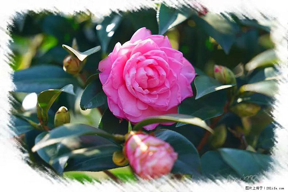【春天，广西桂林灌阳县向您发出邀请！】杨柳井茶花惹人爱 - 游山玩水 - 葫芦岛生活社区 - 葫芦岛28生活网 hld.28life.net