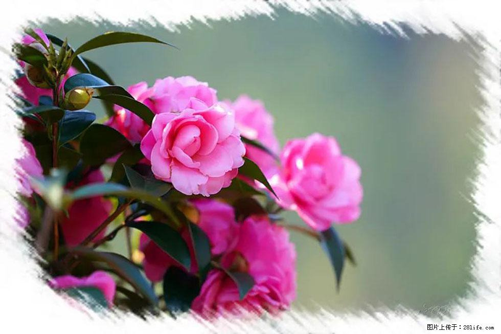 【春天，广西桂林灌阳县向您发出邀请！】杨柳井茶花惹人爱 - 游山玩水 - 葫芦岛生活社区 - 葫芦岛28生活网 hld.28life.net
