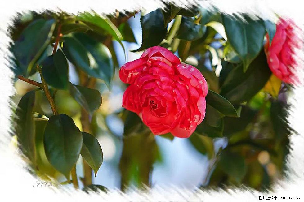 【春天，广西桂林灌阳县向您发出邀请！】杨柳井茶花惹人爱 - 游山玩水 - 葫芦岛生活社区 - 葫芦岛28生活网 hld.28life.net