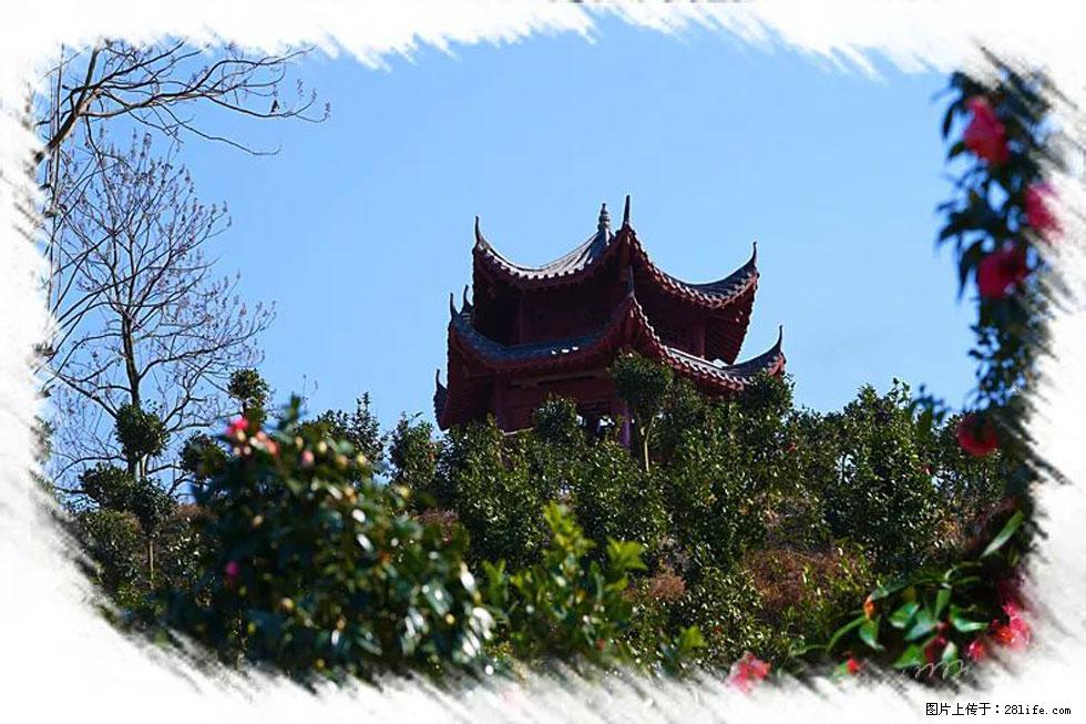 【春天，广西桂林灌阳县向您发出邀请！】杨柳井茶花惹人爱 - 游山玩水 - 葫芦岛生活社区 - 葫芦岛28生活网 hld.28life.net