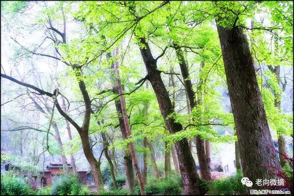 【春天，广西桂林灌阳县向您发出邀请！】在小龙村与春天约会 - 游山玩水 - 葫芦岛生活社区 - 葫芦岛28生活网 hld.28life.net