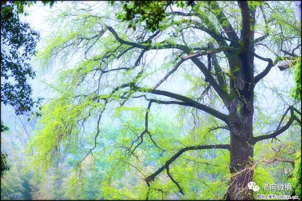 【春天，广西桂林灌阳县向您发出邀请！】在小龙村与春天约会 - 游山玩水 - 葫芦岛生活社区 - 葫芦岛28生活网 hld.28life.net