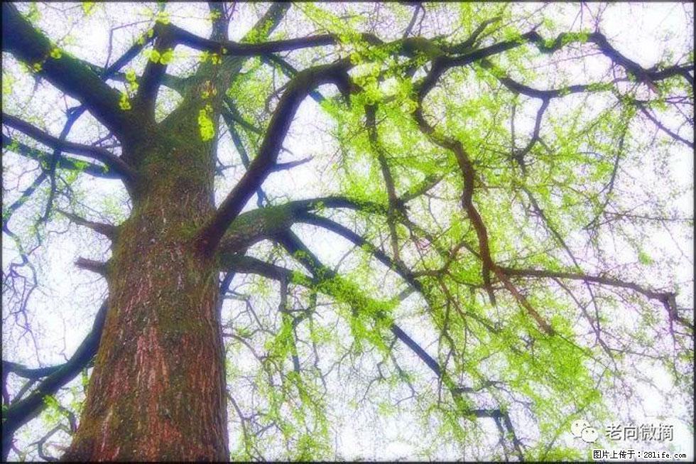【春天，广西桂林灌阳县向您发出邀请！】在小龙村与春天约会 - 游山玩水 - 葫芦岛生活社区 - 葫芦岛28生活网 hld.28life.net
