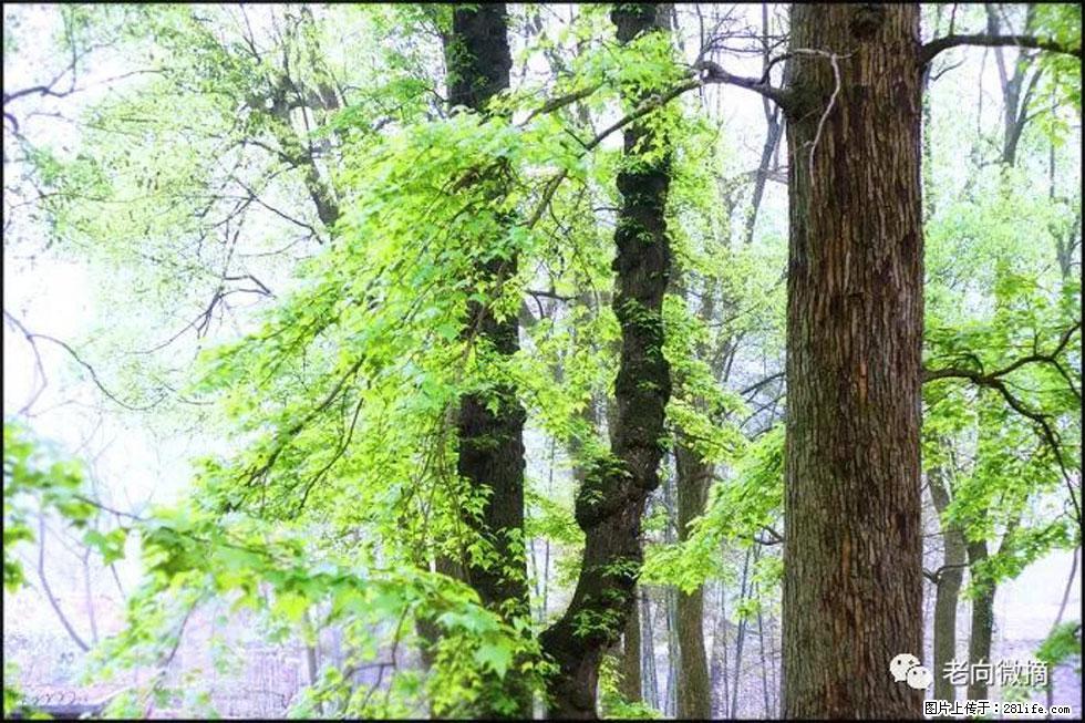 【春天，广西桂林灌阳县向您发出邀请！】在小龙村与春天约会 - 游山玩水 - 葫芦岛生活社区 - 葫芦岛28生活网 hld.28life.net