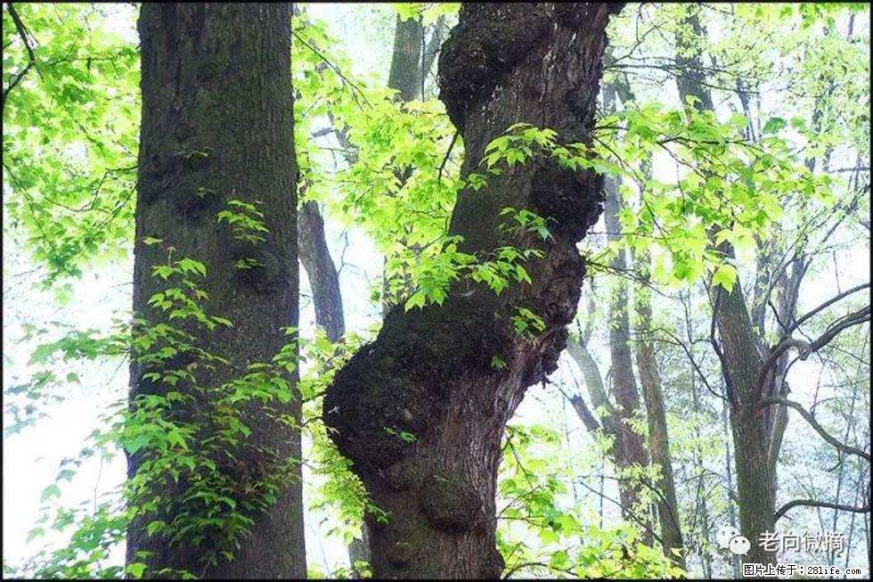 【春天，广西桂林灌阳县向您发出邀请！】在小龙村与春天约会 - 游山玩水 - 葫芦岛生活社区 - 葫芦岛28生活网 hld.28life.net