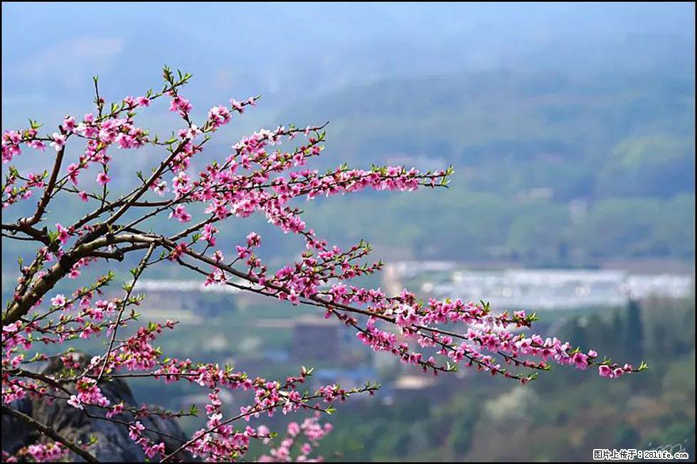 【春天，广西桂林灌阳县向您发出邀请！】望月岭上桃花开 - 游山玩水 - 葫芦岛生活社区 - 葫芦岛28生活网 hld.28life.net