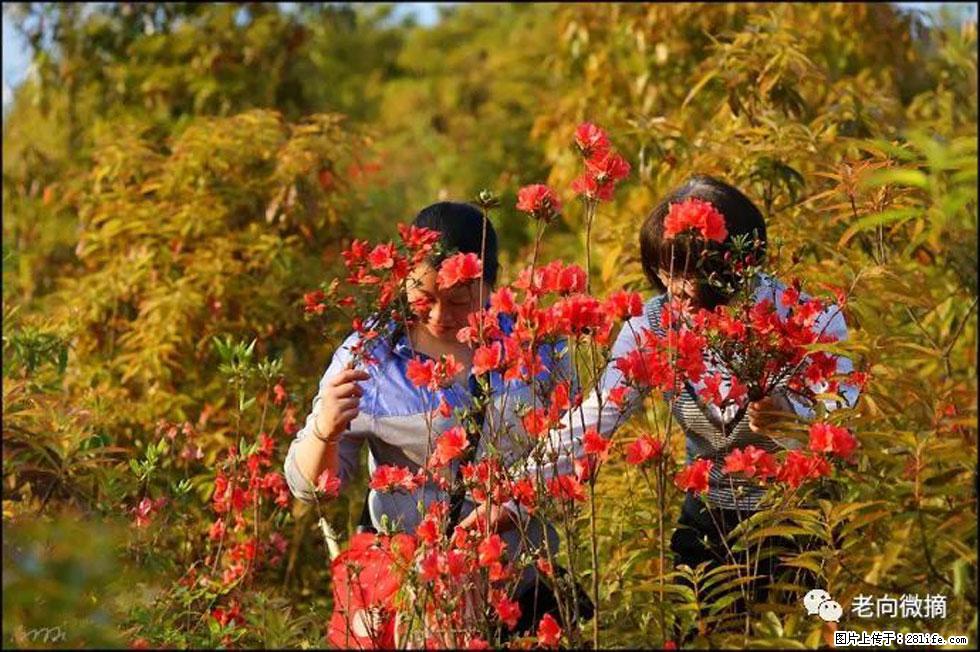 【春天，广西桂林灌阳县向您发出邀请！】登麒麟山，相约映山红 - 游山玩水 - 葫芦岛生活社区 - 葫芦岛28生活网 hld.28life.net
