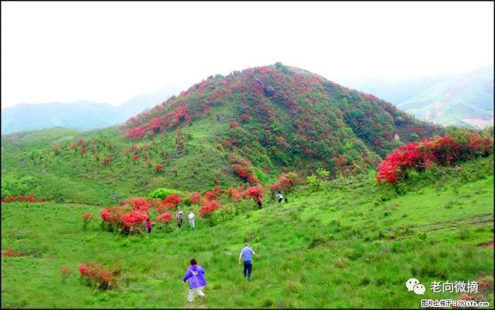【春天，广西桂林灌阳县向您发出邀请！】宝盖山上映山红 - 游山玩水 - 葫芦岛生活社区 - 葫芦岛28生活网 hld.28life.net