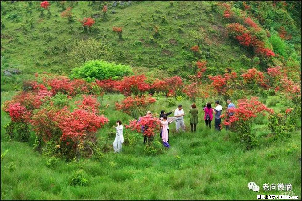 【春天，广西桂林灌阳县向您发出邀请！】宝盖山上映山红 - 游山玩水 - 葫芦岛生活社区 - 葫芦岛28生活网 hld.28life.net