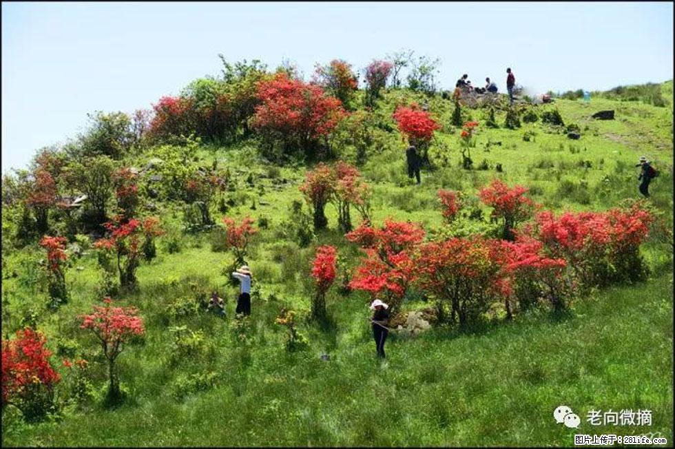 【春天，广西桂林灌阳县向您发出邀请！】宝盖山上映山红 - 游山玩水 - 葫芦岛生活社区 - 葫芦岛28生活网 hld.28life.net