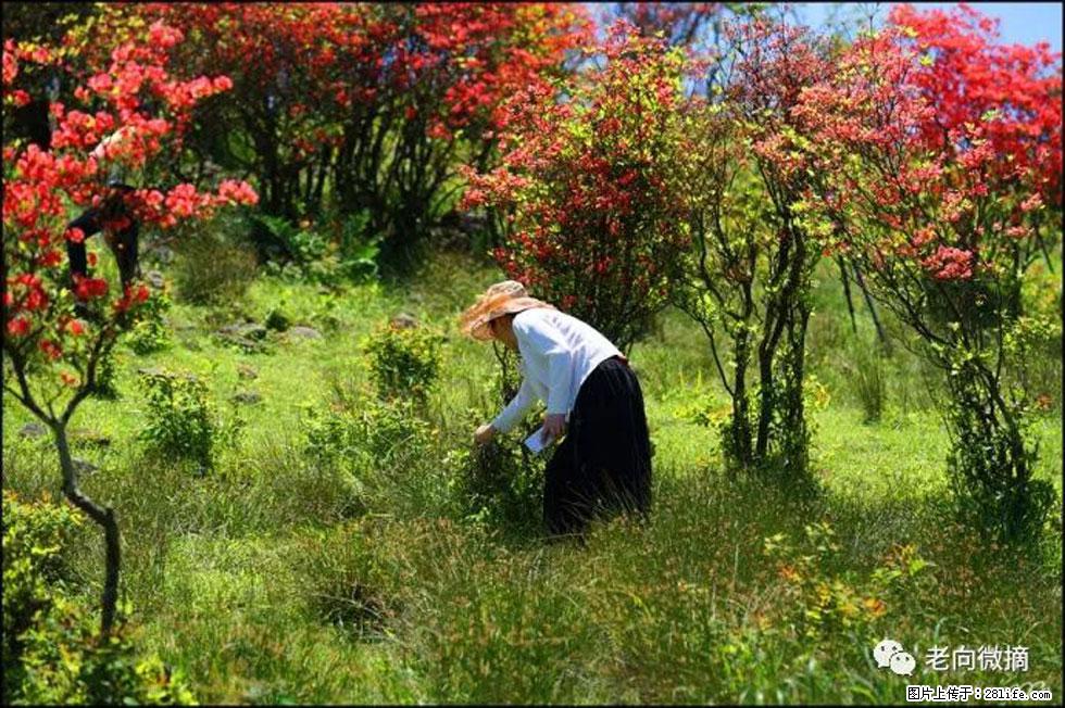 【春天，广西桂林灌阳县向您发出邀请！】宝盖山上映山红 - 游山玩水 - 葫芦岛生活社区 - 葫芦岛28生活网 hld.28life.net