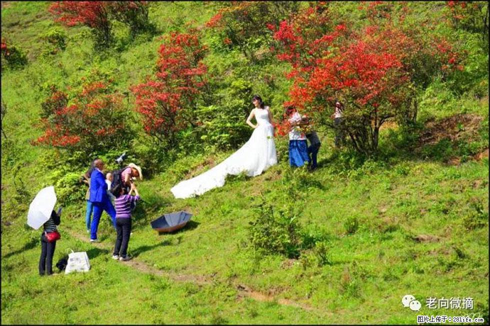 【春天，广西桂林灌阳县向您发出邀请！】宝盖山上映山红 - 游山玩水 - 葫芦岛生活社区 - 葫芦岛28生活网 hld.28life.net