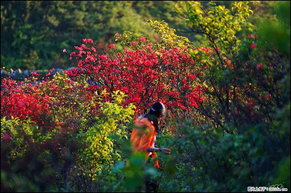 【春天，广西桂林灌阳县向您发出邀请！】春木界上映山红 - 游山玩水 - 葫芦岛生活社区 - 葫芦岛28生活网 hld.28life.net
