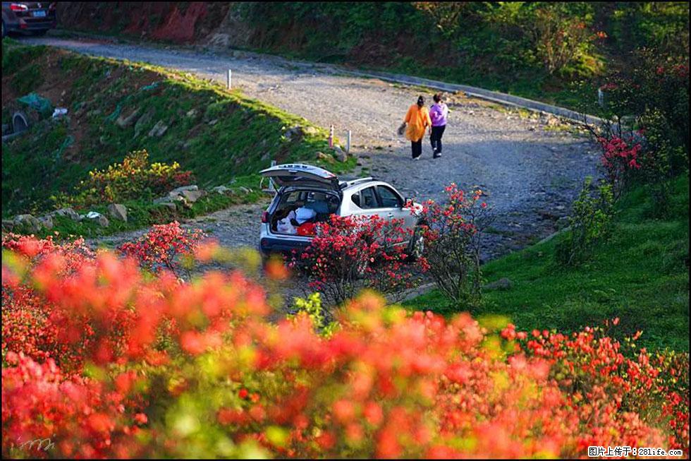 【春天，广西桂林灌阳县向您发出邀请！】春木界上映山红 - 游山玩水 - 葫芦岛生活社区 - 葫芦岛28生活网 hld.28life.net