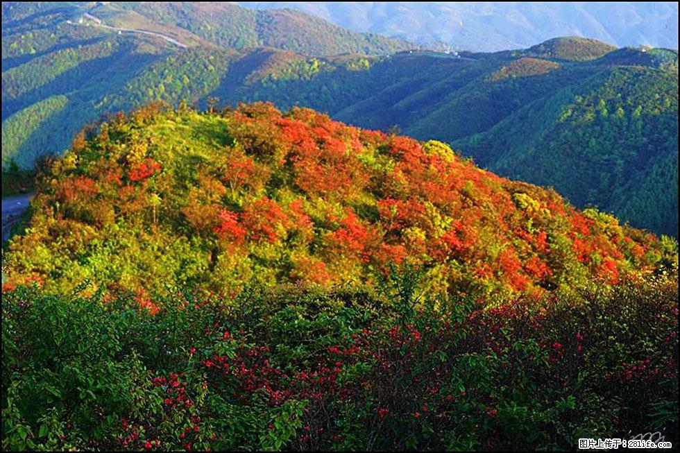 【春天，广西桂林灌阳县向您发出邀请！】春木界上映山红 - 游山玩水 - 葫芦岛生活社区 - 葫芦岛28生活网 hld.28life.net