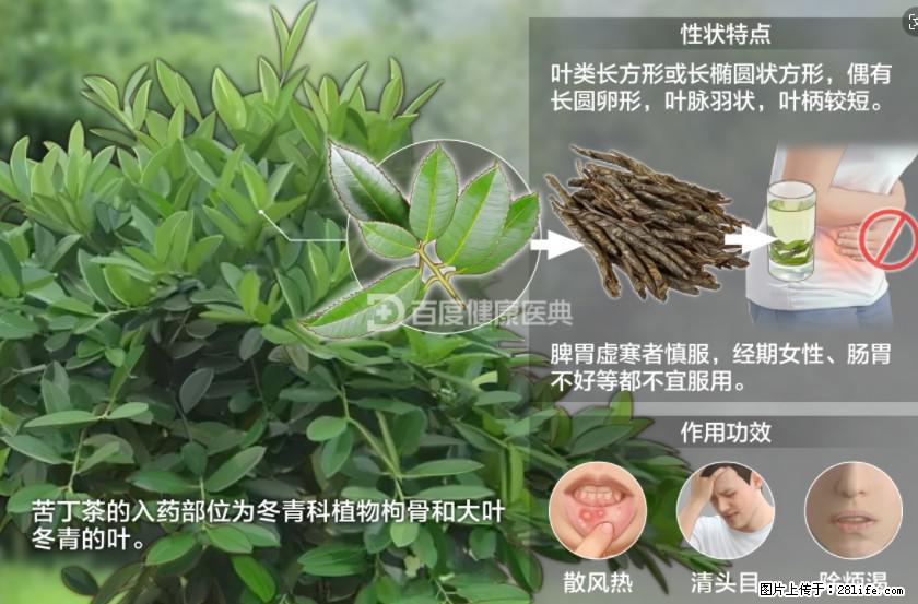 苦丁茶有哪些功效和作用 - 生活百科 - 葫芦岛生活社区 - 葫芦岛28生活网 hld.28life.net