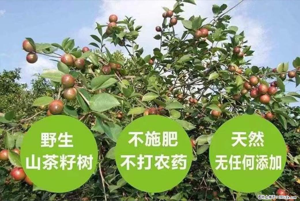 【灌阳县油茶产业示范区】一个有着充实的精神生活的人，对待身外之物自会有一种淡泊的态度 - 美食天地 - 葫芦岛生活社区 - 葫芦岛28生活网 hld.28life.net