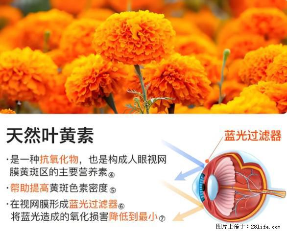 叶黄素有什么功效和作用 - 生活百科 - 葫芦岛生活社区 - 葫芦岛28生活网 hld.28life.net