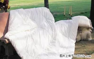 被子有异味？只要这样做，比晒太阳还强100倍！ - 家居生活 - 葫芦岛生活社区 - 葫芦岛28生活网 hld.28life.net