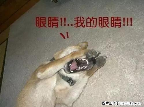 笑癫了！一女的怀孕三年未生，他终于忍不住了... - 娱乐八卦 - 葫芦岛生活社区 - 葫芦岛28生活网 hld.28life.net