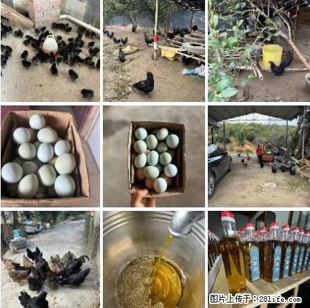 油茶园从小鸡仔开始养起的纯土鸡、土鸡蛋可以预定啦！还有前几天刚榨的纯山茶油哦 - 美食天地 - 葫芦岛生活社区 - 葫芦岛28生活网 hld.28life.net