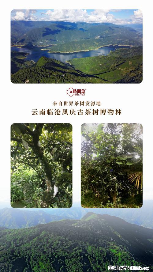 时间果百年古树2025年春红茶 - 购物交流 - 葫芦岛生活社区 - 葫芦岛28生活网 hld.28life.net