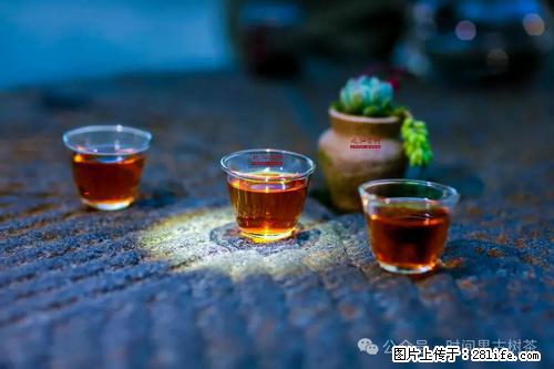 时间果百年古树2025年春红茶 - 购物交流 - 葫芦岛生活社区 - 葫芦岛28生活网 hld.28life.net