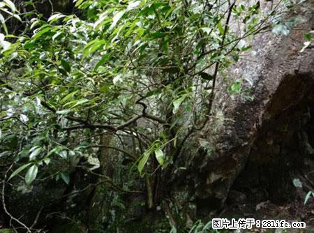平乐石崖茶，珍贵仅次于金花茶 - 葫芦岛生活资讯 - 葫芦岛28生活网 hld.28life.net