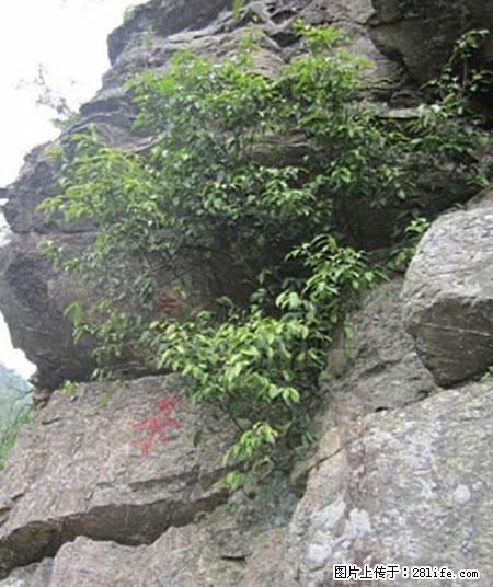 平乐石崖茶，珍贵仅次于金花茶 - 葫芦岛生活资讯 - 葫芦岛28生活网 hld.28life.net