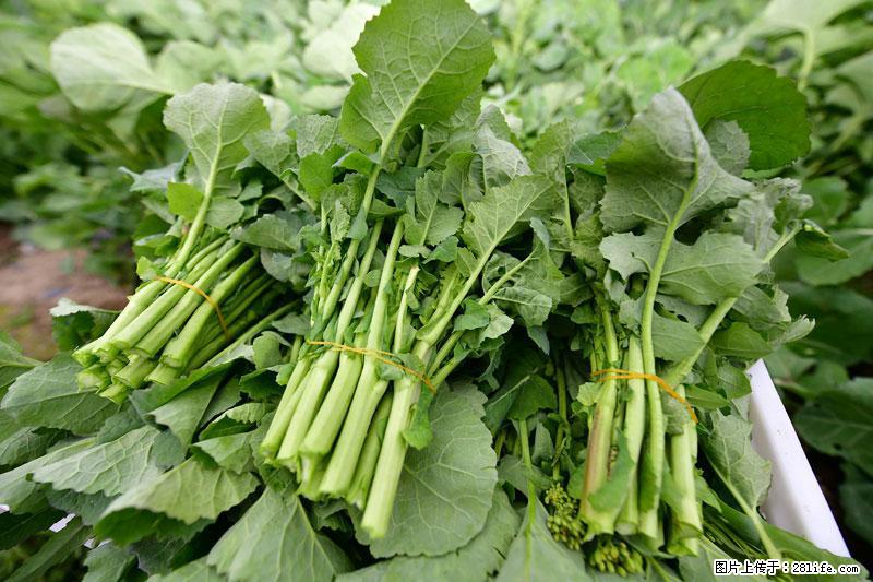 这些蔬菜是“天然钙片”，这6种被医生重点推荐 - 葫芦岛生活资讯 - 葫芦岛28生活网 hld.28life.net